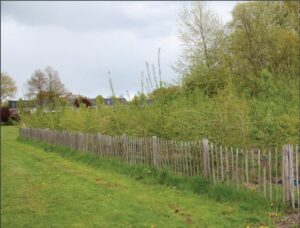Photo of a fenced-off thicket